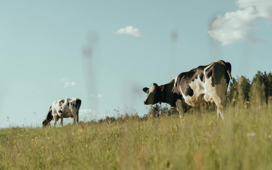 Foot and Mouth Disease (FMD)