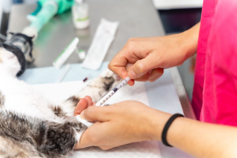 Feline Leukemia Vaccination