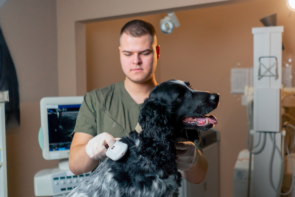A Vet Visit Is More Than Just a Vaccination