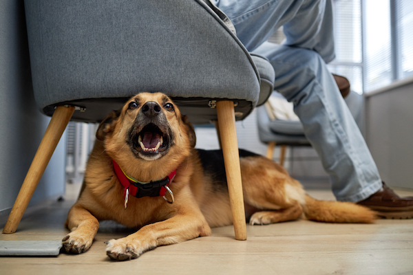 Understanding and Managing Separation Anxiety in Dogs