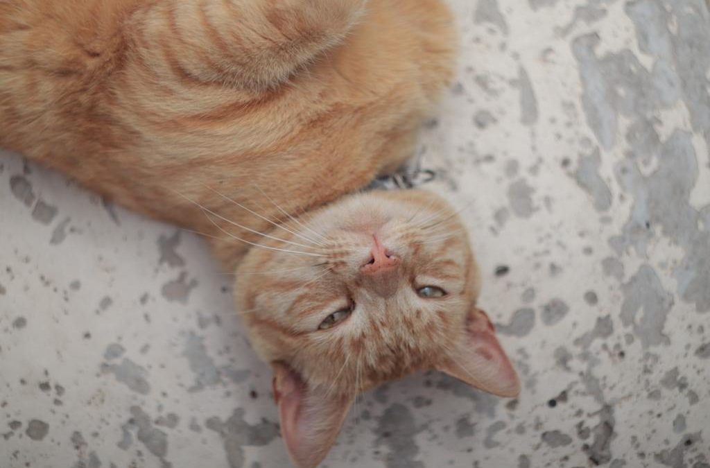 Secondary poisoning in domestic pets and wildlife
