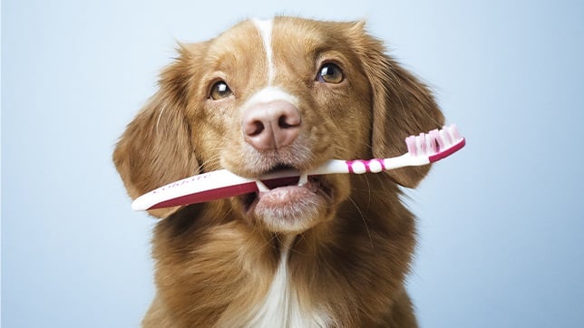 Dental Health