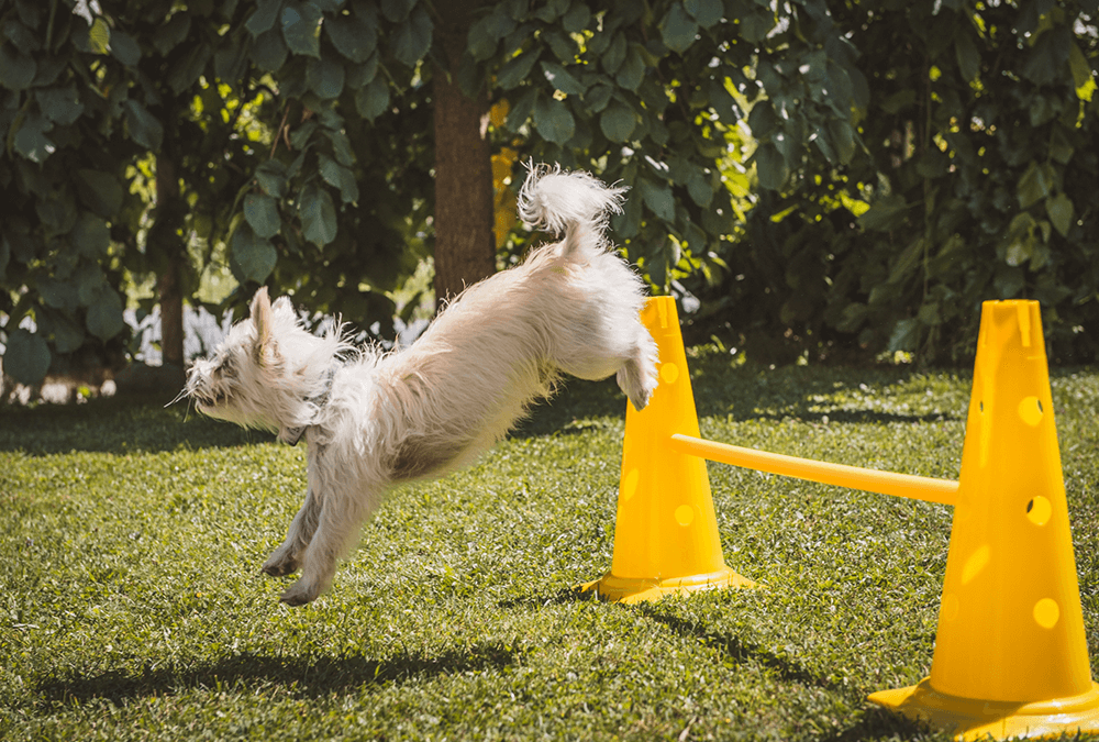 Is Your Pet Slowing Down? It Might Be Arthritis.