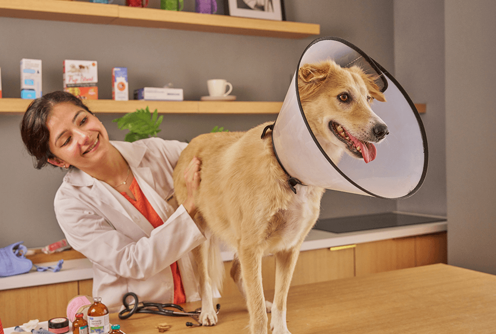 Why Your Vet Bill Is Not a Personal Attack